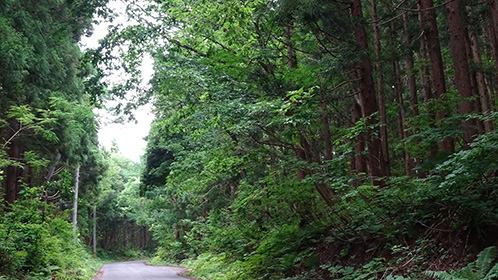 うっそうとしげる青荷山道
