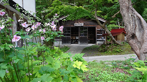 シュウメイギクと奥はランプ小屋
