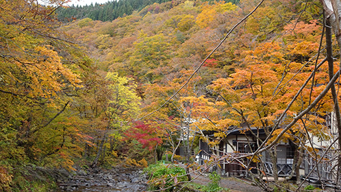 紅葉ピークを迎える「青荷川」