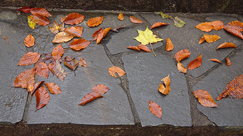 「滝見の湯」前の石段に、情緒たっぷりの落ち葉