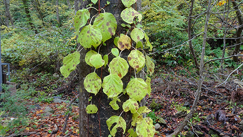「滝見の湯」の前の木にしがみ付くツタ