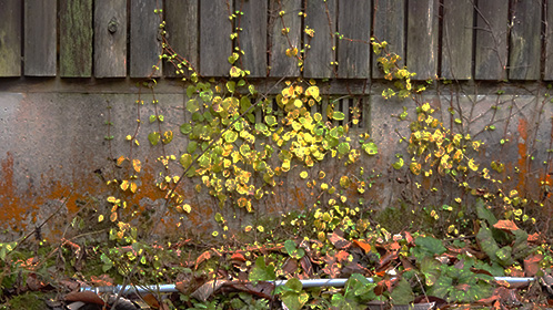 「幻渓楼」の板塀にしがみ付くツタ