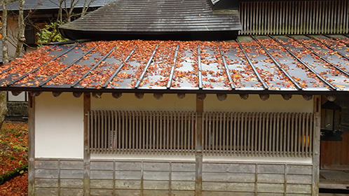 「ふるさと館」の屋根でたむろする落ち葉達。