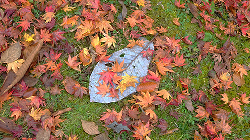 トチの落ち葉と紅葉達・・・