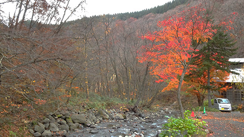 青荷川の岸辺で、最後の彩りを放つモミジ