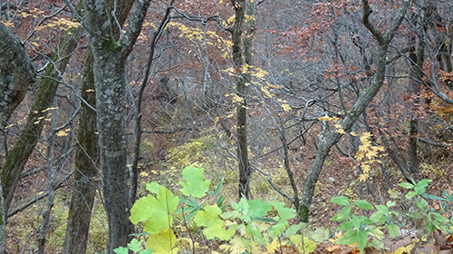 ジャリ道から渓底を見下ろす・・・